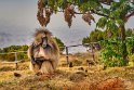 156 Simien Mountains, gelada